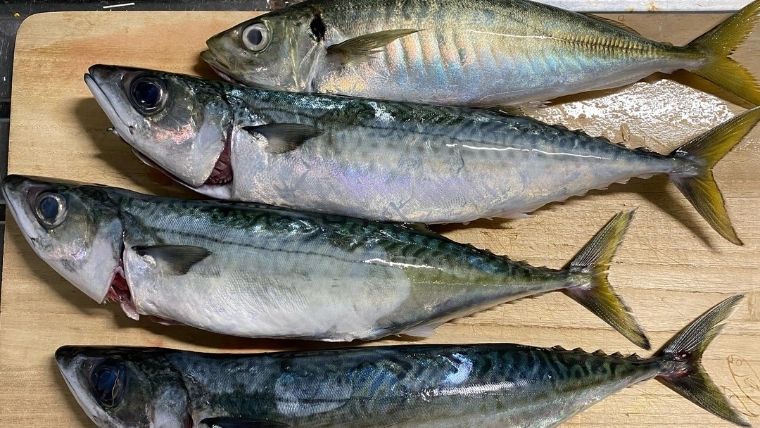 徳島 鳴門沖 南あわじ市 沼島沖 釣行レポート 釣果情報 四国の釣り人